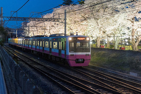 20190322_release_sakura_lit_up.jpg
