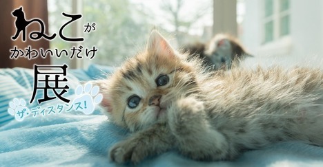 neko.jpg