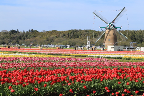 tulipfesta.jpg